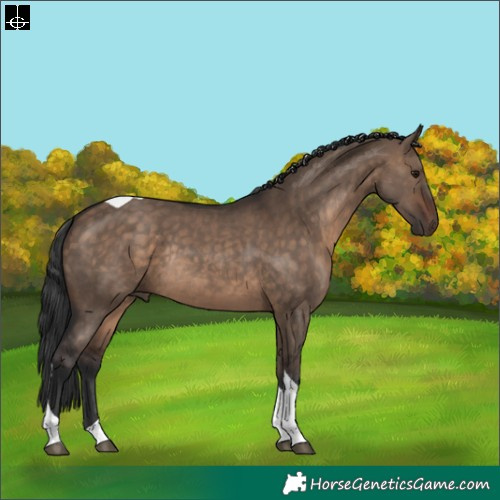Horse Color:Brown Dun Tobiano Rabicano