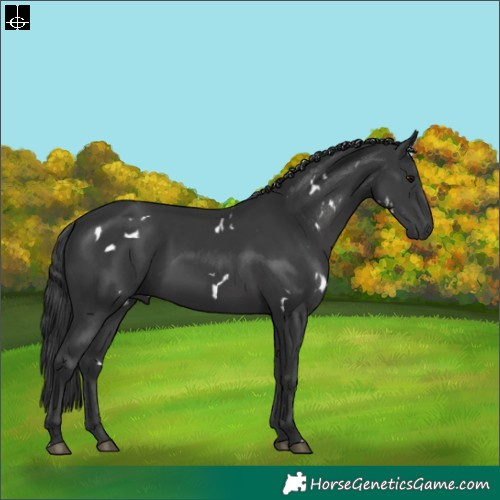 Horse Color:White Spotted Black Rabicano 