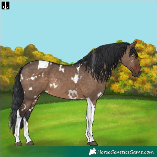 Horse Color:White Spotted Brown Dun Tobiano 