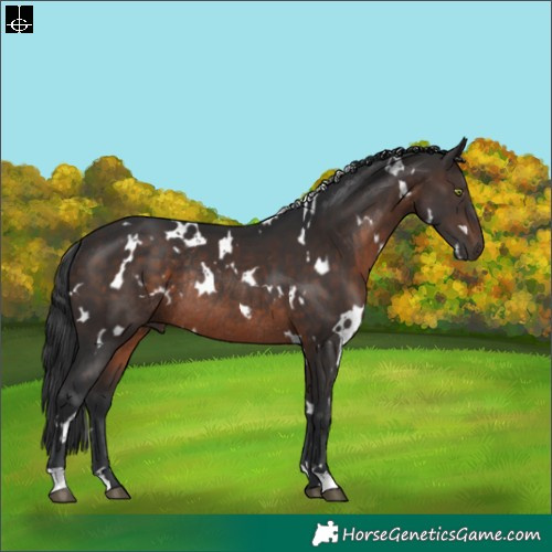 Horse Color:White Spotted Brown Rabicano