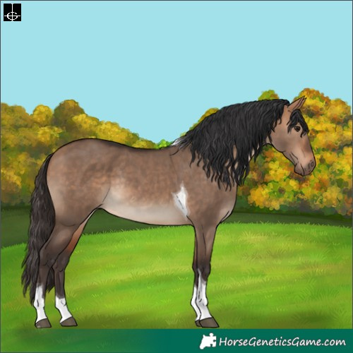 Horse Color:Bay Dun Tobiano Rabicano 