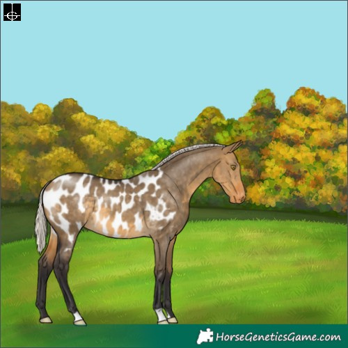 Horse Color:Silver Buckskin Dun Appaloosa 