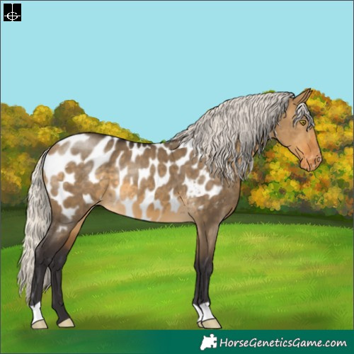 Horse Color:Silver Buckskin Dun Near Leopard