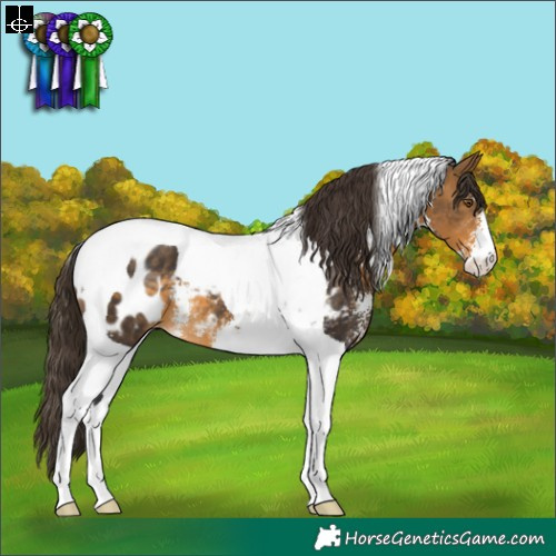 Horse Color:Buckskin Sabino Tobiano Near Leopard