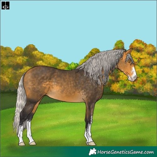 Horse Color:Silver Buckskin Sabino