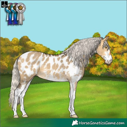 Horse Color:Silver Buckskin Dun Sabino Appaloosa 