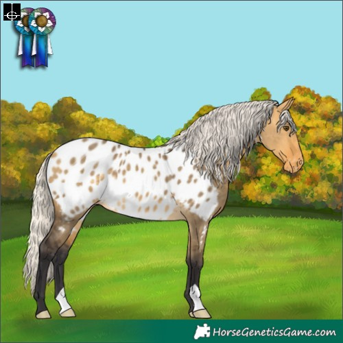 Horse Color:Silver Buckskin Dun Appaloosa