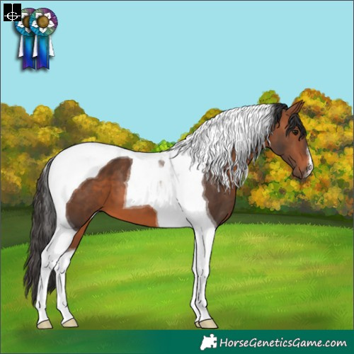 Horse Color:Bay Tobiano 