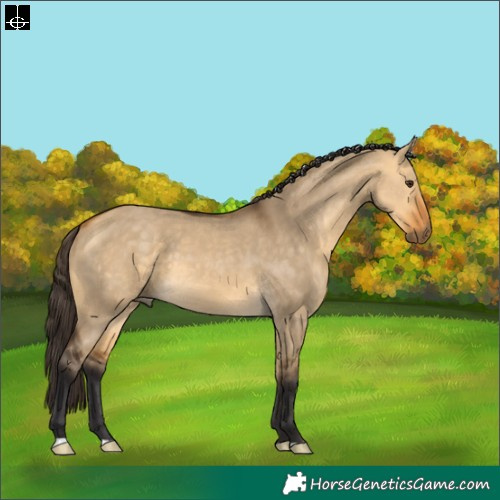 Horse Color:Buckskin Dun 