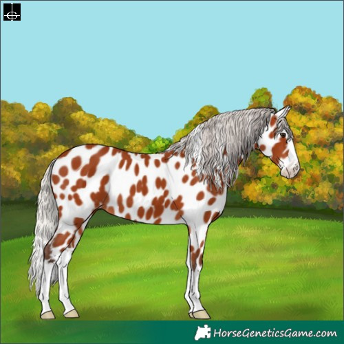 Horse Color:Silver Bay Splash Appaloosa