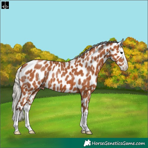Horse Color:Silver Bay Splash Appaloosa