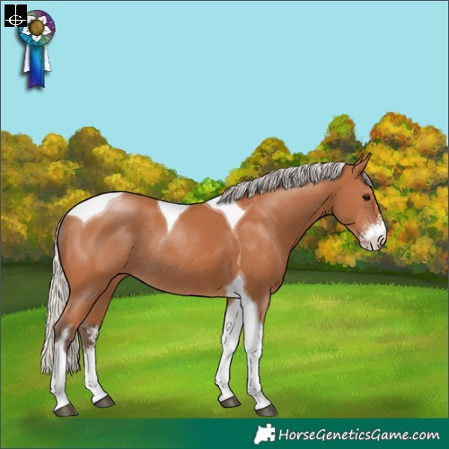 Horse Color:Silver Bay Sabino Tobiano Rabicano
