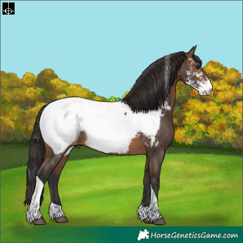 Horse Color:Brown Sabino Tobiano Appaloosa 
