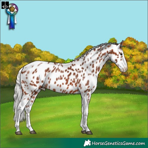 Horse Color:Silver Brown Sabino Splash Tobiano Appaloosa 