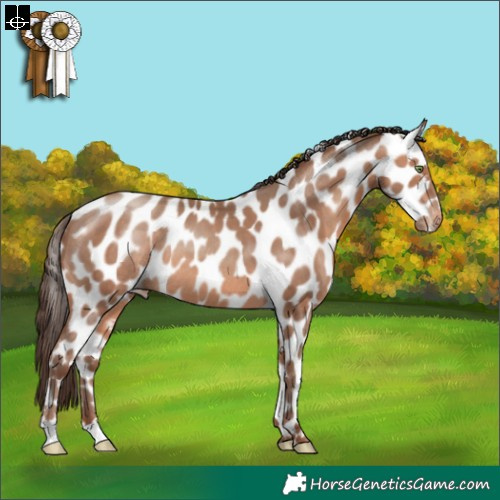 Horse Color:Sable Champagne Appaloosa Rabicano 
