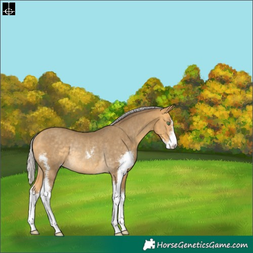 Horse Color:Silver Amber Cream Champagne Sabino Rabicano