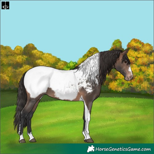 Horse Color:Brown Sabino Tobiano Appaloosa Rabicano 