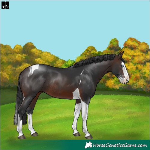 Horse Color:Brown Sabino Splash Tobiano Rabicano 