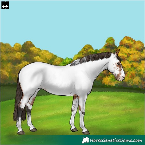 Horse Color:Bay Sabino Tobiano Appaloosa Rabicano