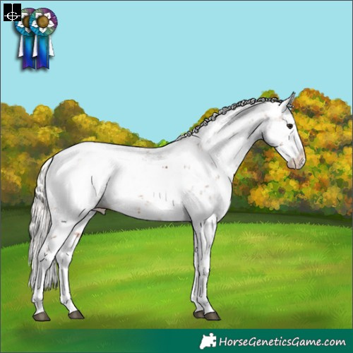 Horse Color:Silver Bay Sabino Splash Appaloosa