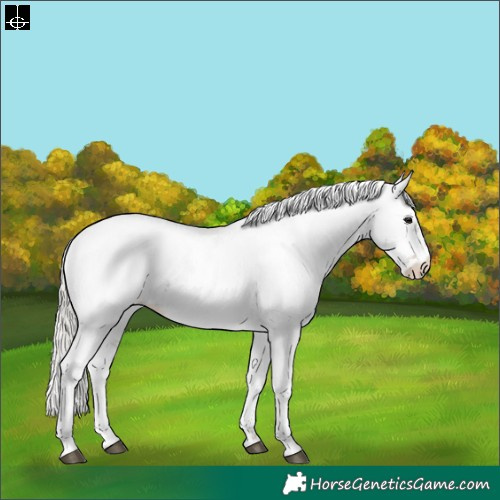 Horse Color:Silver Brown Sabino Appaloosa