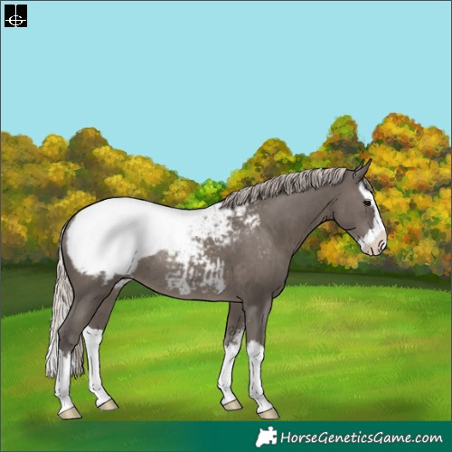 Horse Color:Silver Black Sabino Splash Appaloosa Rabicano 