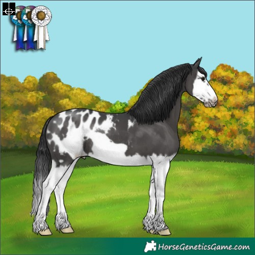 Horse Color:Black Sabino Splash Frame Appaloosa Rabicano 