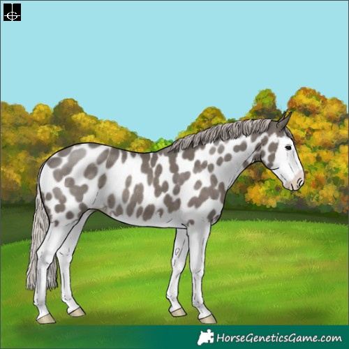 Horse Color:Silver Black Sabino Splash Appaloosa Rabicano