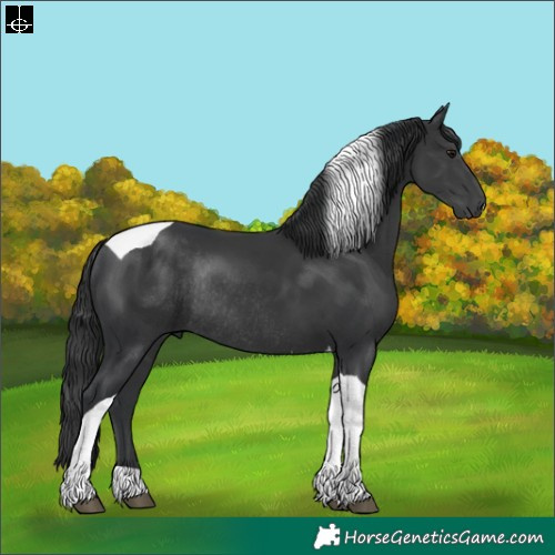 Horse Color:Black Tobiano Rabicano