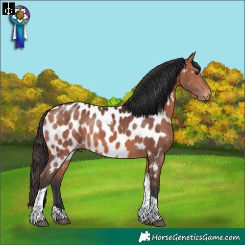 Horse Color:Bay Tobiano Appaloosa Rabicano