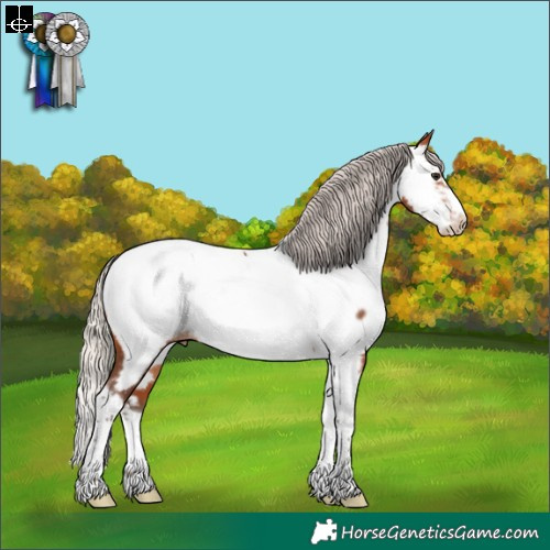 Horse Color:Silver Bay Splash Tobiano Frame Appaloosa Rabicano 