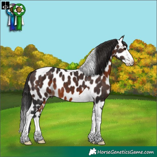 Horse Color:Brown Splash Tobiano Appaloosa Rabicano