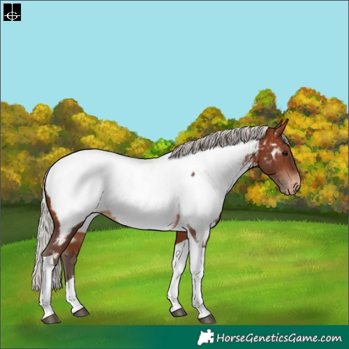 Horse Color:Silver Brown Tobiano Appaloosa