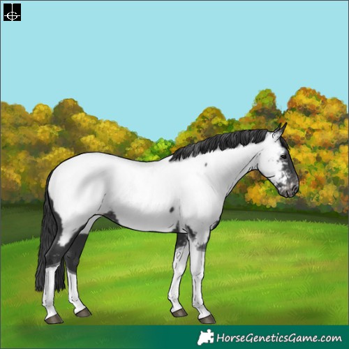 Horse Color:Black Tobiano Appaloosa Rabicano 