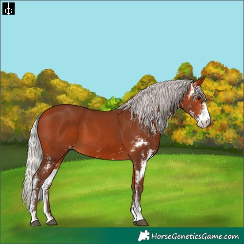 Horse Color:Silver Bay Sabino 
