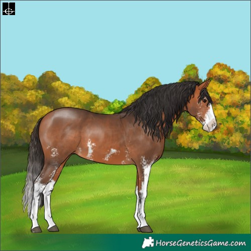 Horse Color:Bay Sabino Splash 