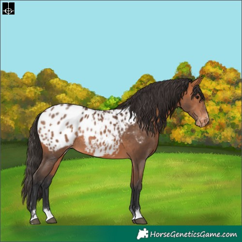 Horse Color:Bay Appaloosa Rabicano 
