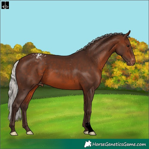 Horse Color:Silver Brown Appaloosa