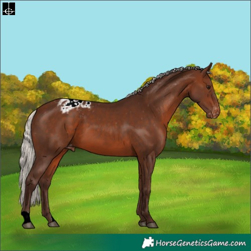 Horse Color:Silver Brown Appaloosa