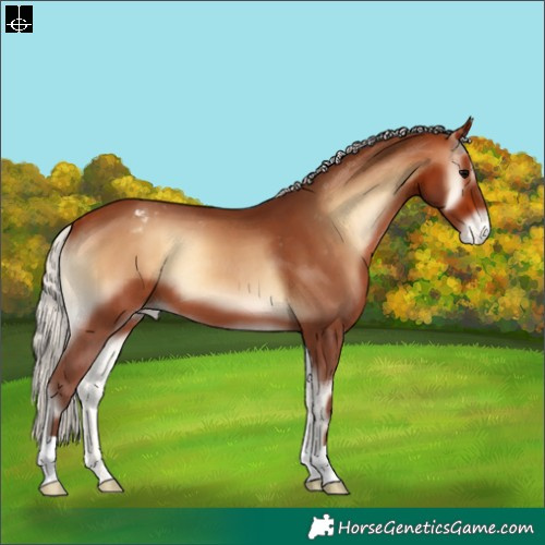 Horse Color:Silver Bay Onyx Appaloosa 