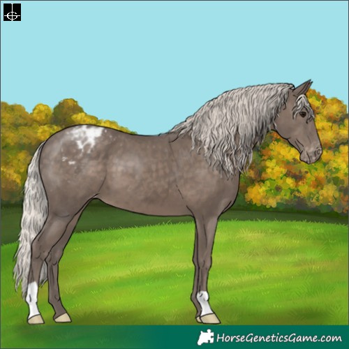 Horse Color:Silver Black Appaloosa 
