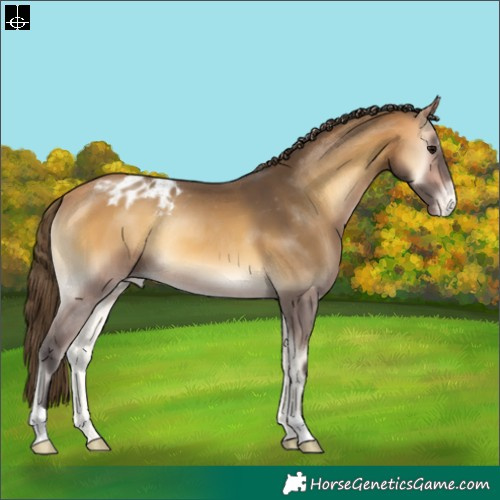 Horse Color:Buckskin Onyx Appaloosa 