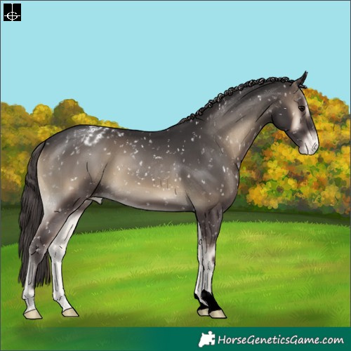 Horse Color:Smoky Blue Onyx Appaloosa 