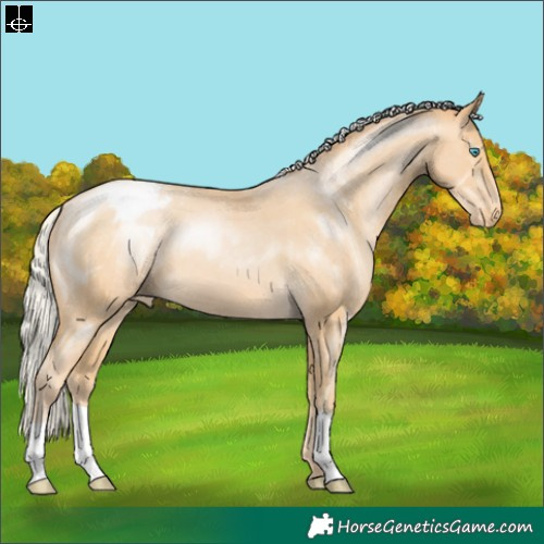 Horse Color:Silver Buckskin Pearl Appaloosa