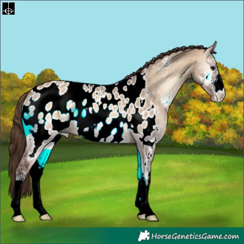 Horse Color:Bay Onyx Sabino Appaloosa