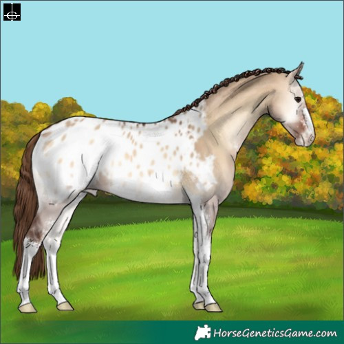 Horse Color:Bay Onyx Sabino Appaloosa 