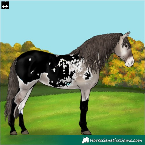 Horse Color:Grullo Onyx Tobiano Appaloosa
