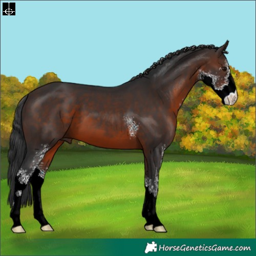 Horse Color:Brown Sabino