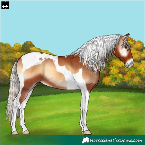 Horse Color:Silver Bay Onyx Tobiano