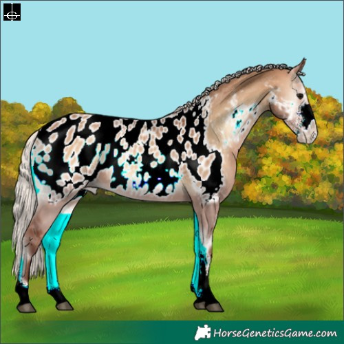 Horse Color:Silver Bay Onyx Sabino Appaloosa